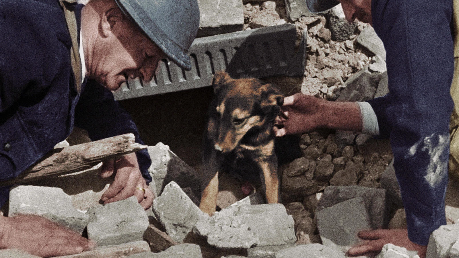 39-45, les animaux dans la guerre (Les Monteuses et monteurs associ&eacute;s)