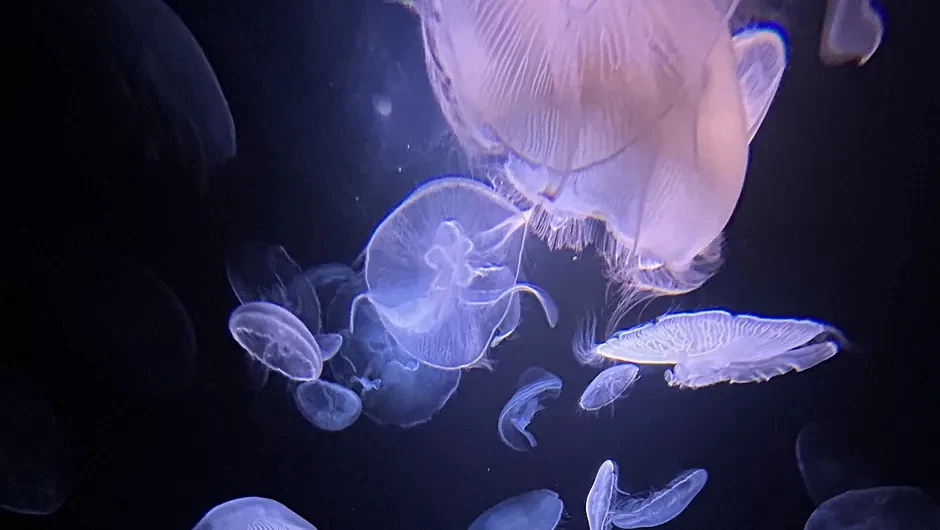 M&eacute;duses - Les souveraines des oc&eacute;ans (Les Monteuses et monteurs associ&eacute;s)