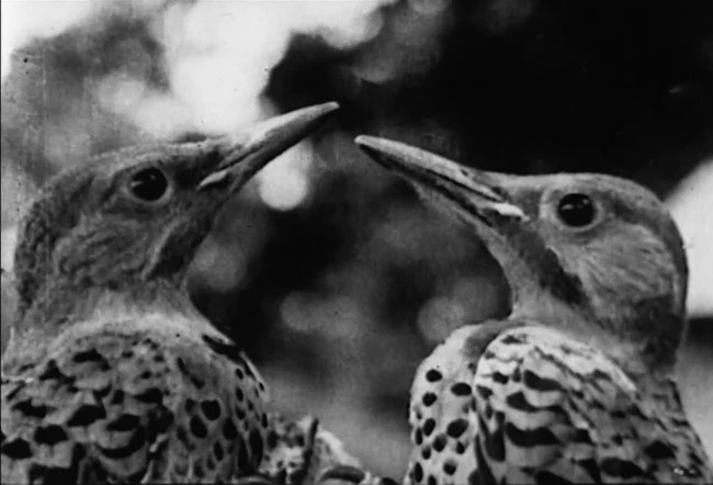 The Bird and US (Les Monteuses et monteurs associ&eacute;s)