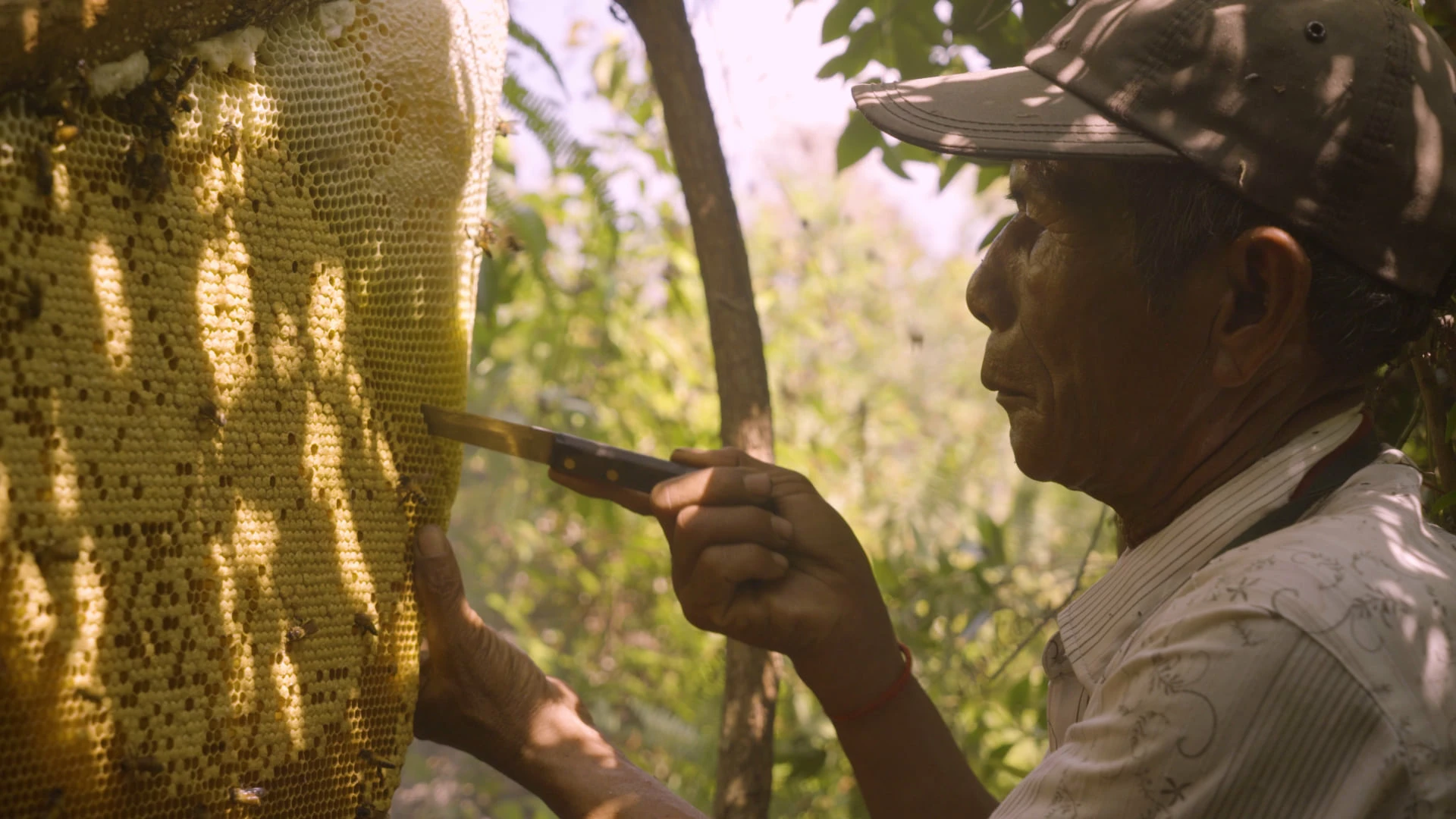 Une terre sans abeilles ? (Les Monteuses et monteurs associ&eacute;s)
